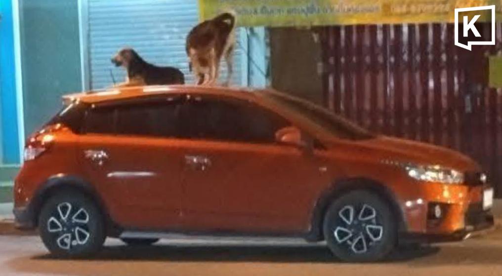 Stray Dogs Found Napping on Parked Cars in Phetchabun