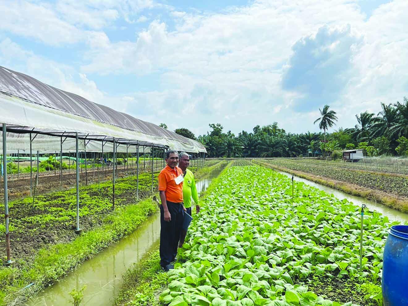 Transformation de l'agriculture durable à Bang Tha Kham