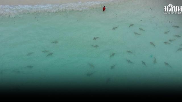 Restauration de l'écosystème de Maya Bay : un nombre record de requins à pointes noires observé