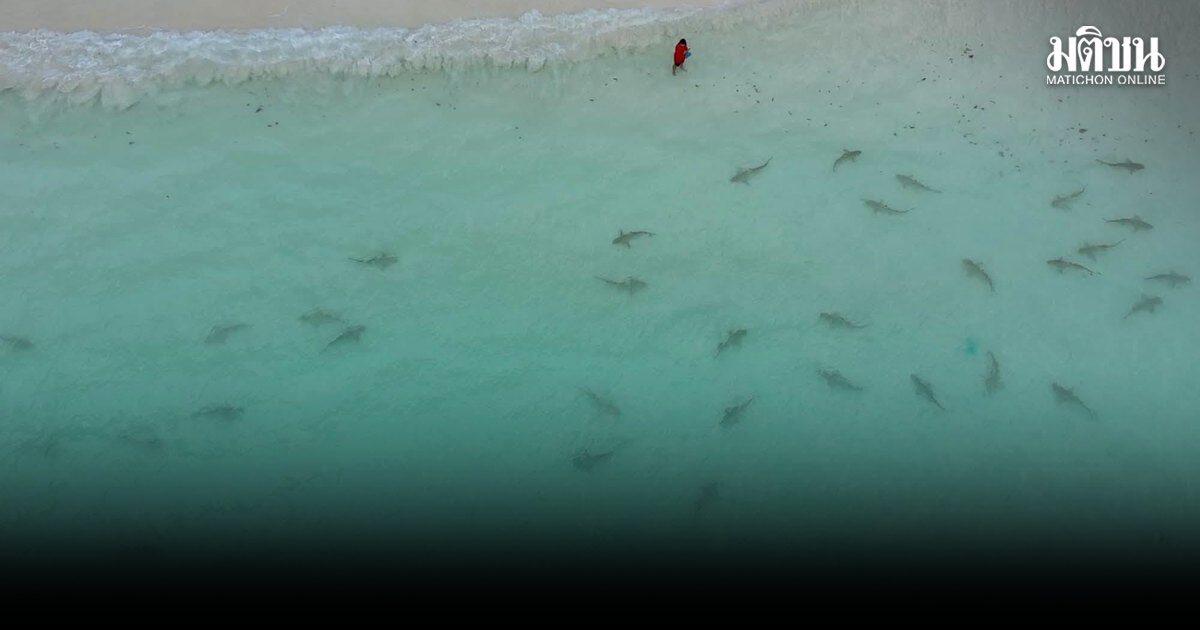 Restauration de l'écosystème de Maya Bay : un nombre record de requins à pointes noires observé
