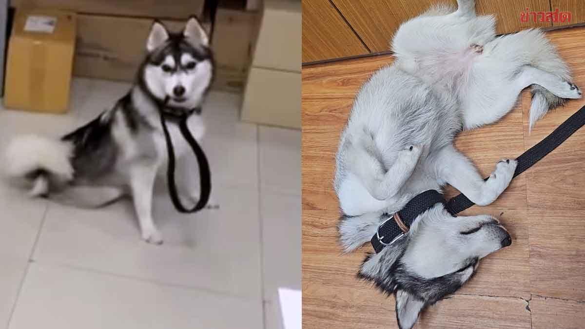 La police de Pattaya recherche le propriétaire d'un Husky sibérien égaré