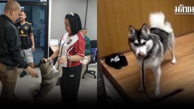 Un Husky sibérien égaré trouve refuge temporaire au commissariat de Pattaya