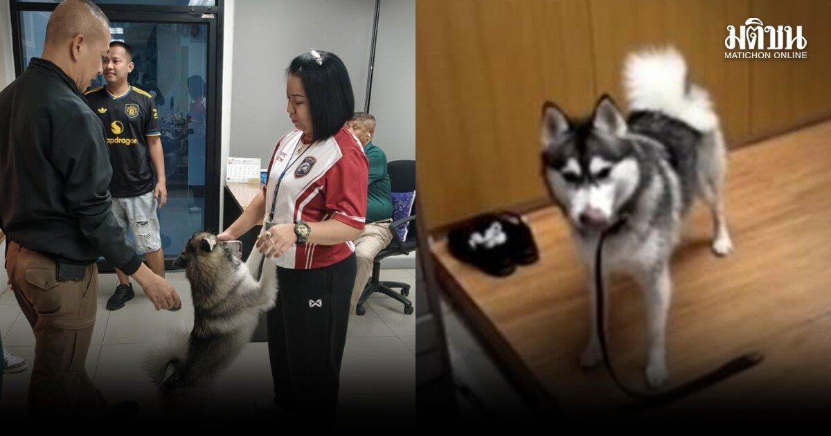 Un Husky sibérien égaré trouve refuge temporaire au commissariat de Pattaya