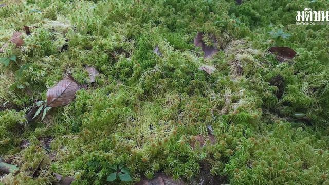 Doi Inthanon National Park Files Charges Against Tourist for Damaging Rare Flora