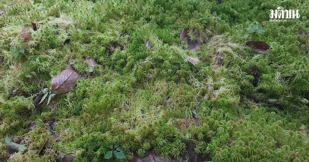 Doi Inthanon National Park Files Charges Against Tourist for Damaging Rare Flora