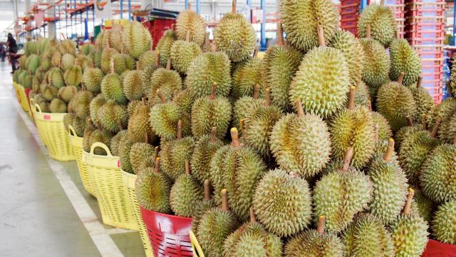 Thailändische Durian-Exporte nach China in den ersten sieben Monaten 2026 stark gestiegen