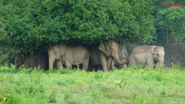 Wild Elephant Herd Seeks Shelter at Kui Buri National Park