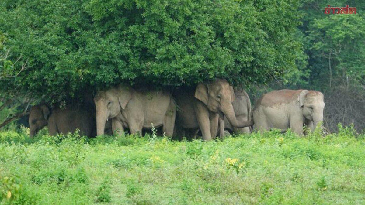 Wild Elephant Herd Seeks Shelter at Kui Buri National Park