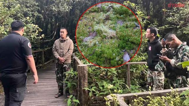 Doi Inthanon National Park Pursues Legal Action Against Tourists for Damaging Rare Plants