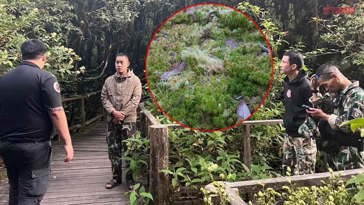 Doi Inthanon National Park Pursues Legal Action Against Tourists for Damaging Rare Plants
