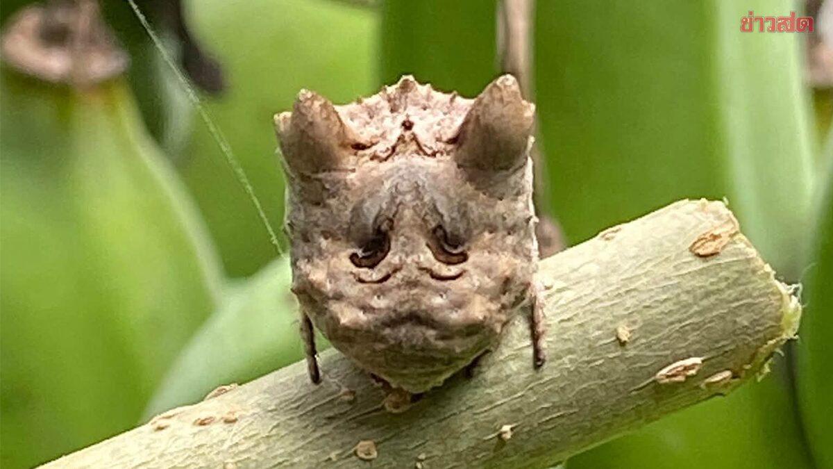 Viral 'Pitbull-Faced' Spider Sparks Curiosity in Thailand