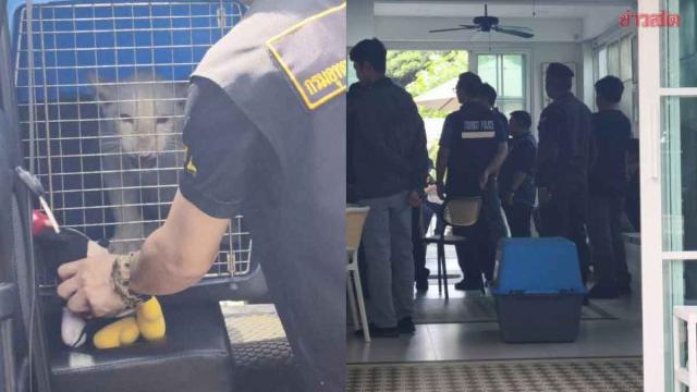 Descoberta de hotel ilegal e animal exótico em Chiang Mai
