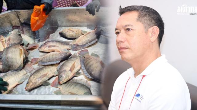 Productores de tilapia piden fomentar el consumo interno ante la caída de precios