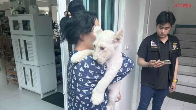 Saisie d'un lionceau lors d'une perquisition dans une résidence à Chiang Mai