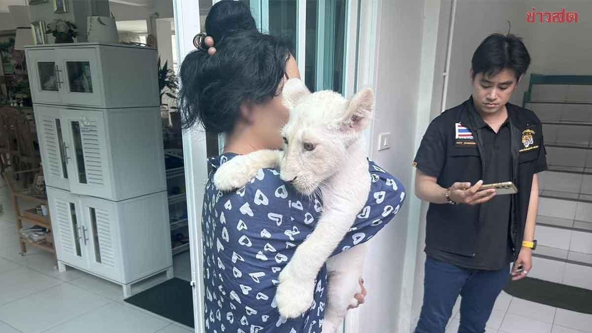 Behörden beschlagnahmen Löwenjunges bei Razzia in Chiang Mai