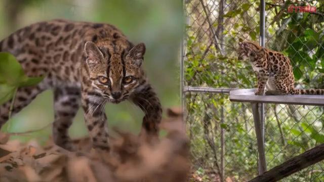 New Cat Species Discovered in Bolivia After 100 Years