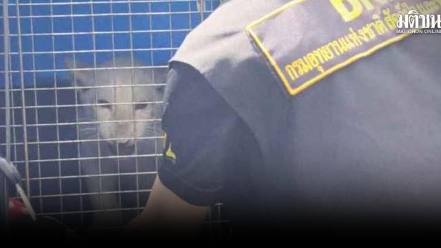 Полицейский рейд выявил нелегальный отель и экзотическое животное в Бангкоке