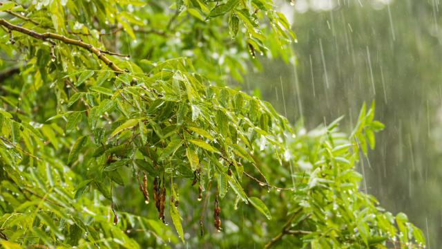 Alerte météo en Thaïlande : Risques de fortes pluies et d'inondations soudaines (19 sept.)