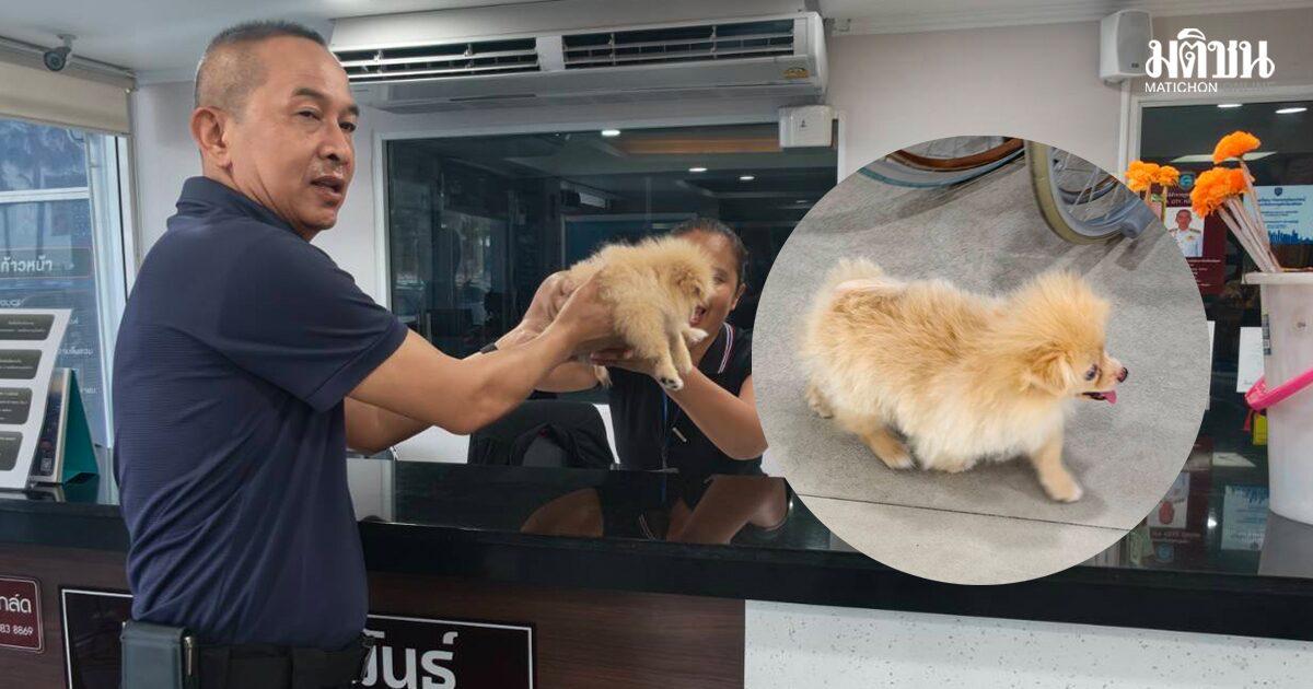 Pattaya Police Station Becomes Temporary Shelter for Lost Dogs