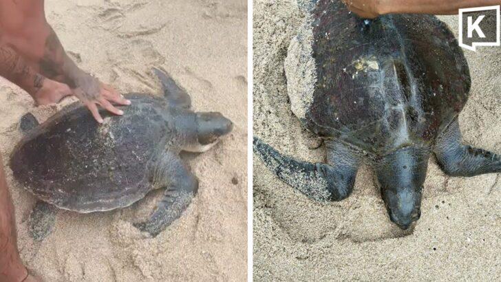 Sea Turtle Rescued at Phuket’s Kamala Beach Following Rough Seas