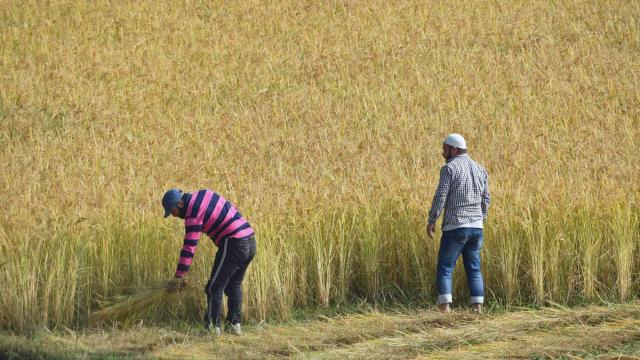 Indien ändert Reis-Exportstrategie und beeinflusst globale Märkte