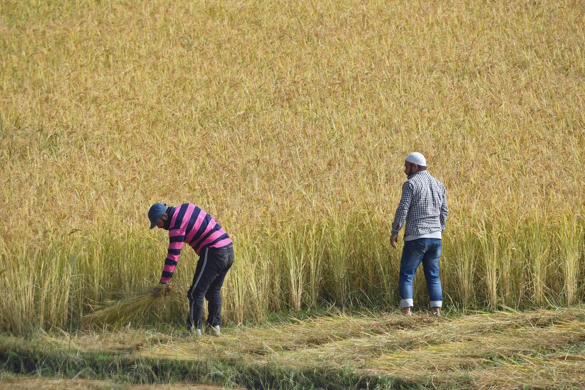 Indien ändert Reis-Exportstrategie und beeinflusst globale Märkte