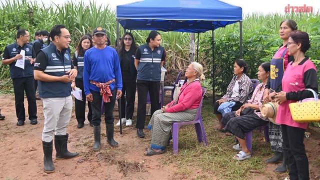 Das Ministerium für Binnenhandel verteilt krankheitsresistente Maniokstecklinge in Khon Kaen