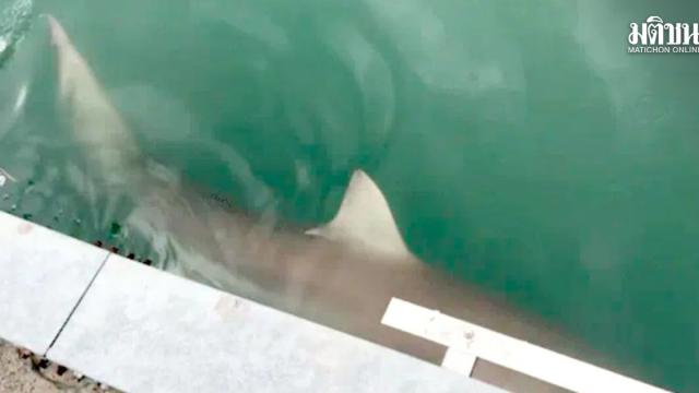 Un requin de trois mètres aperçu au port de Busan en Corée du Sud