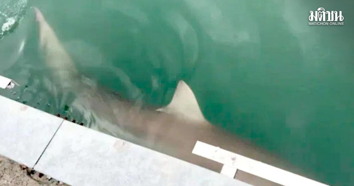 Un requin de trois mètres aperçu au port de Busan en Corée du Sud