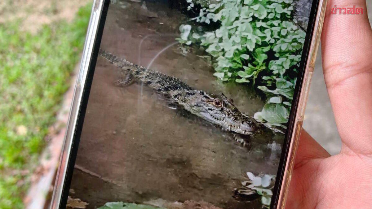 Les autorités enquêtent sur un signalement de crocodile à Nong Pla Lai