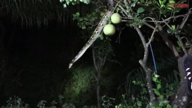 Un python géant capturé après avoir dévoré des poulets à Udon Thani