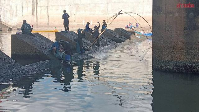 Blackchin Tilapia Concerns at Lam Pao Dam