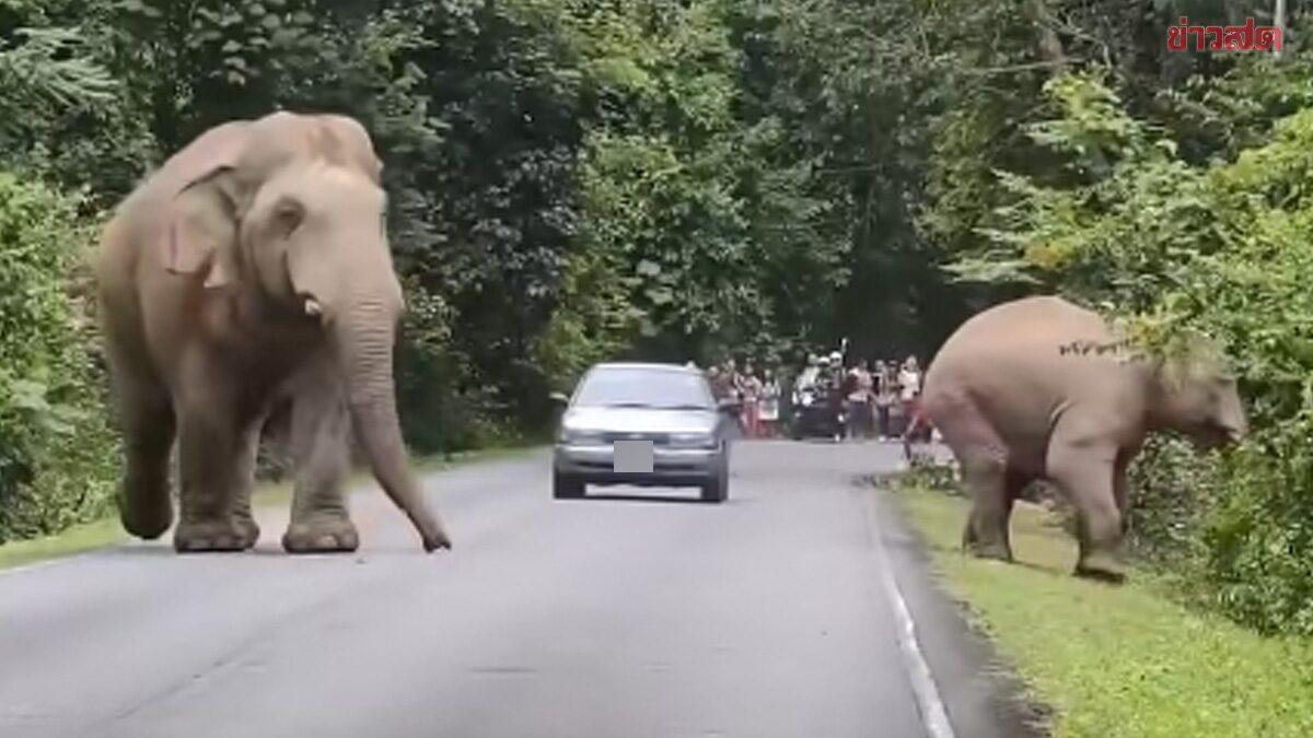 Khao Yai National Park Incident Sparks Wildlife Safety Warning