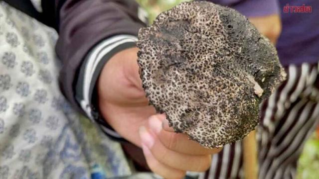 Health Officials Issue Warning Over Poisonous Mushrooms During Rainy Season