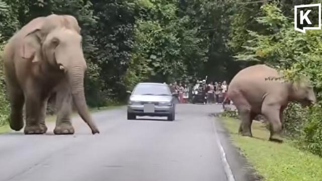TSPCA Issues Warning Following Khao Yai Elephant Traffic Incident