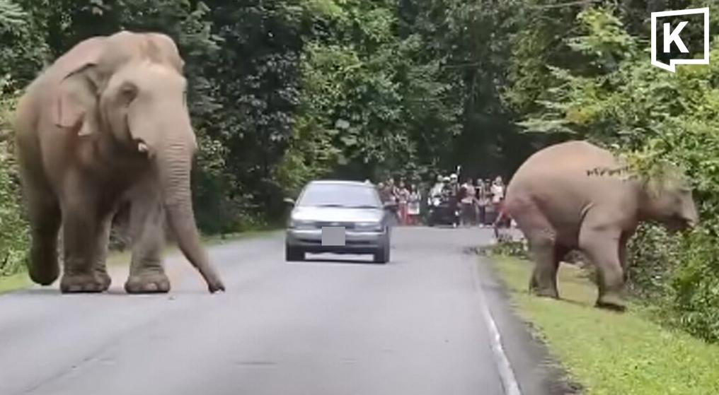 TSPCA Issues Warning Following Khao Yai Elephant Traffic Incident