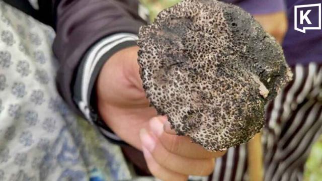 Health Officials Issue Warning Over Poisonous Wild Mushrooms in Northeast Thailand