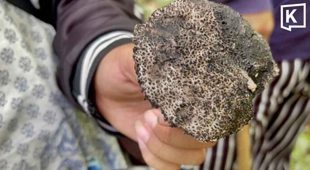 Health Officials Issue Warning Over Poisonous Wild Mushrooms in Northeast Thailand