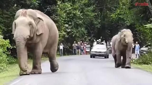 Khao Yai National Park Takes Action Against Driver After Near-Miss with Wild Elephants