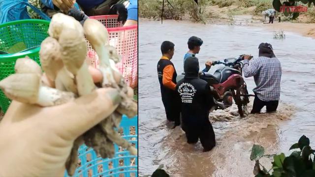 Villagers Brave Flash Floods to Forage for Termite Mushrooms in Sukhothai