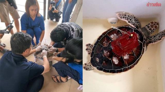 Thailand and China Launch Real-Time Satellite Tracking for Green Sea Turtles