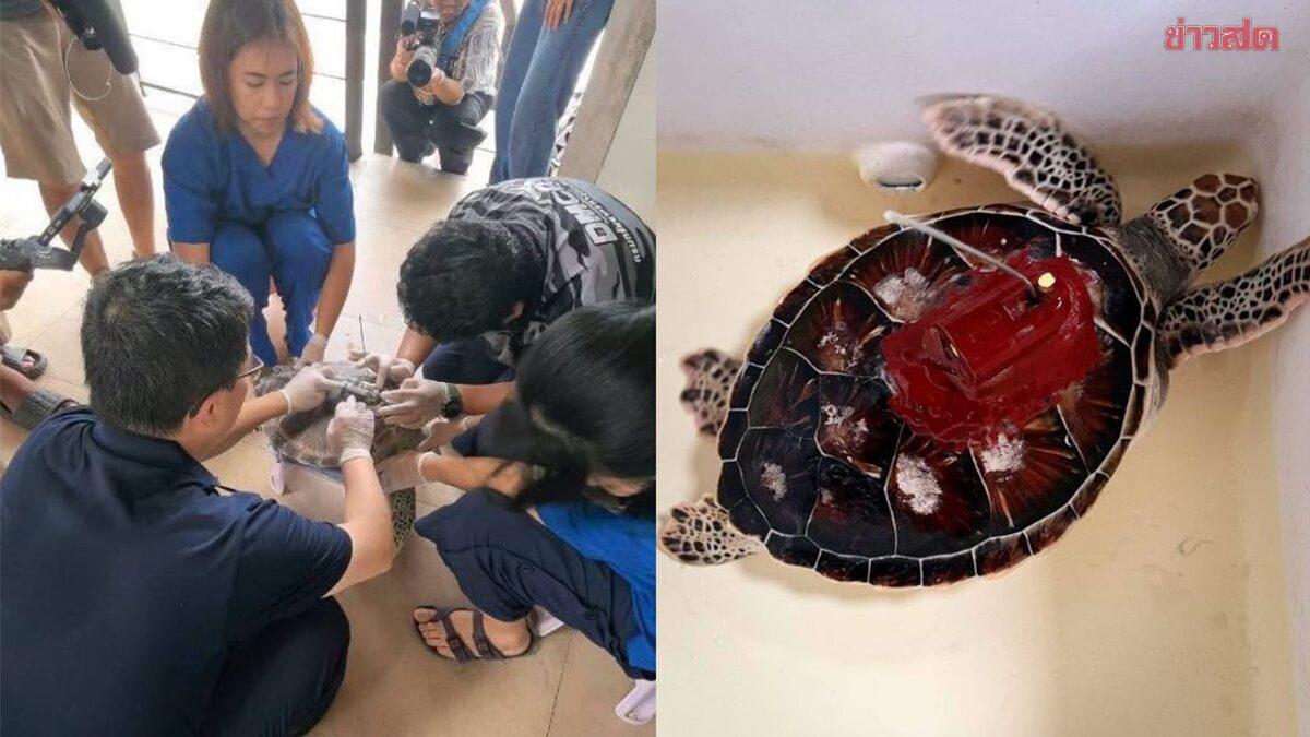 Thailand and China Launch Real-Time Satellite Tracking for Green Sea Turtles
