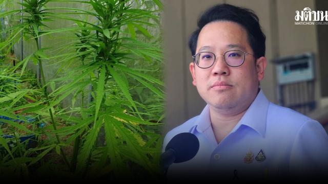 Il governo thailandese approva un nuovo disegno di legge sul controllo della cannabis