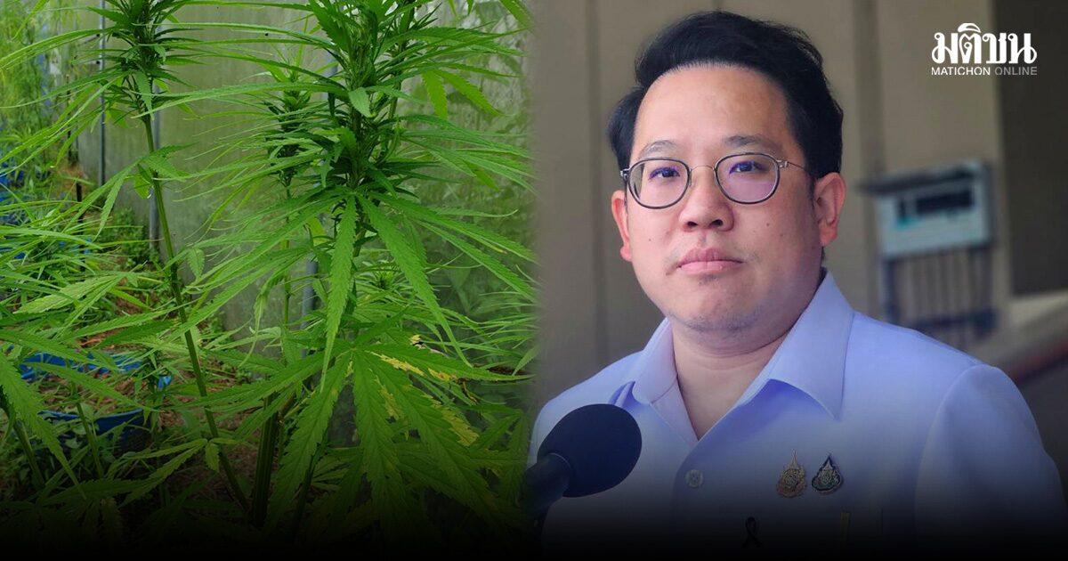 Il governo thailandese approva un nuovo disegno di legge sul controllo della cannabis