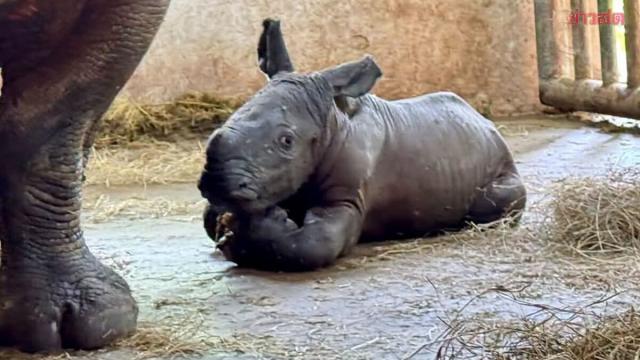 Khao Kheow Open Zoo Welcomes New White Rhino Calf on World Rhino Day
