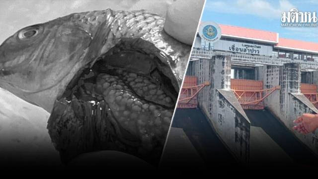 Black-chinned Tilapia Outbreak Reported in Kalasin Province