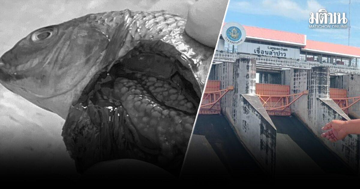 Black-chinned Tilapia Outbreak Reported in Kalasin Province