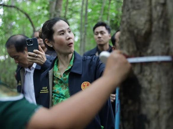 Comitê de Terras propõe iniciativa de créditos de carbono para comunidades florestais