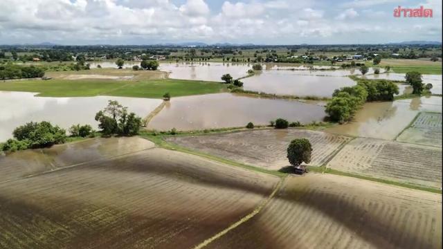 Des inondations sévères détruisent des milliers d'acres de rizières à Chai Nat