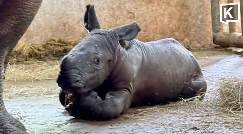 Le zoo ouvert de Khao Kheow célèbre la naissance d'un rhinocéros blanc